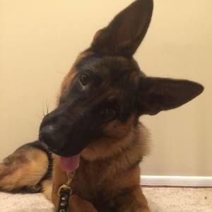 Meet your Posher, Sam